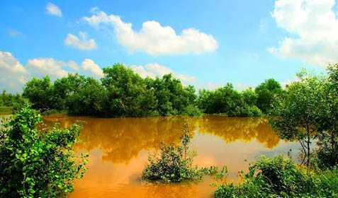 Vùng rừng sú vẹt, nơi những tên cướp ẩn náu Vùng rừng sú vẹt, nơi những tên cướp ẩn náu