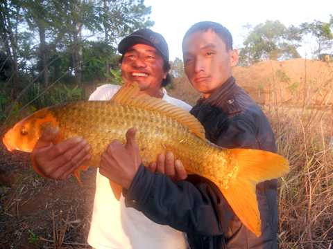 cá chép, câu cá, thư giãn, Biển Hồ, chục cân