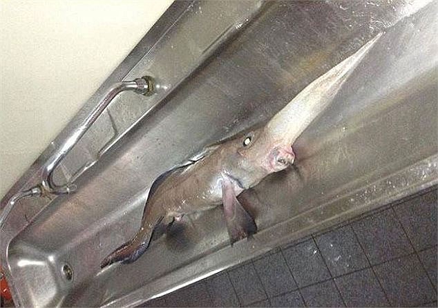 Các ngư dân bắt được con cá ở vùng biển băng giá ngoài khơi phía bắc Canada. Khi mới nhìn qua, một số nhà khoa học cho rằng đó là một con cá mập yêu tinh kỳ lạ. Tuy nhiên, họ sau đó xác định nó là loài cá chimaera mũi dài cực hiếm. Cá chimaera có chi