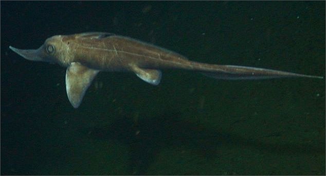 'Nếu đánh bắt sâu hơn ở độ sâu 1.000 đến 2.000 mét, chúng ta có thể tìm thấy chúng nhiều hơn', nhà nghiên cứu Nigel Hussey ở Đại học Windsor nói vớ đài CBC. Ảnh: MBARI 