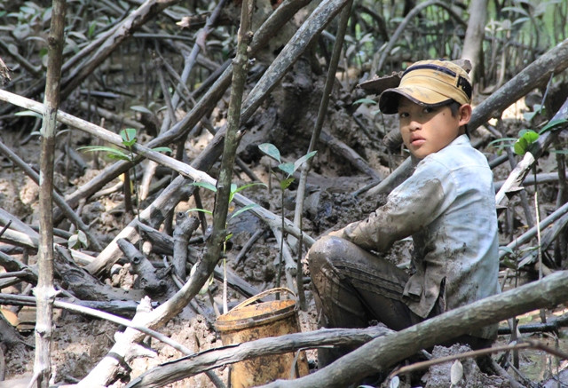 Đào giun trong rừng đước
