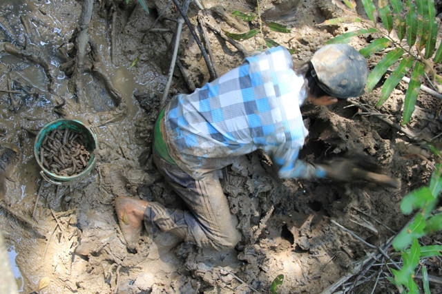 Bắt giun rừng Đước