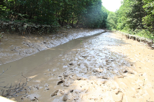 bắt giun rừng đước