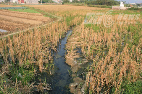 xả thải, ô nhiễm môi trường, Công ty Aurora Việt Nam, Thủy Nguyên, Hải Phòng