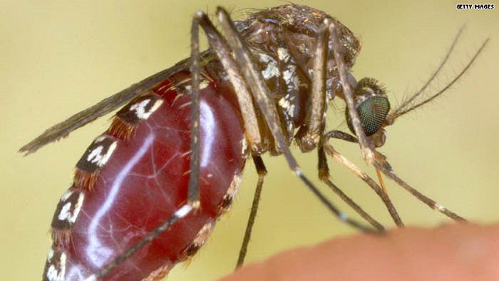 Loài muỗi Gallinipper có tên khoa học là Psorophora ciliata sở hữu cú chích đau đớn như bị dao cứa đang bùng phát kinh hoàng ở bang Florida, Mỹ. 