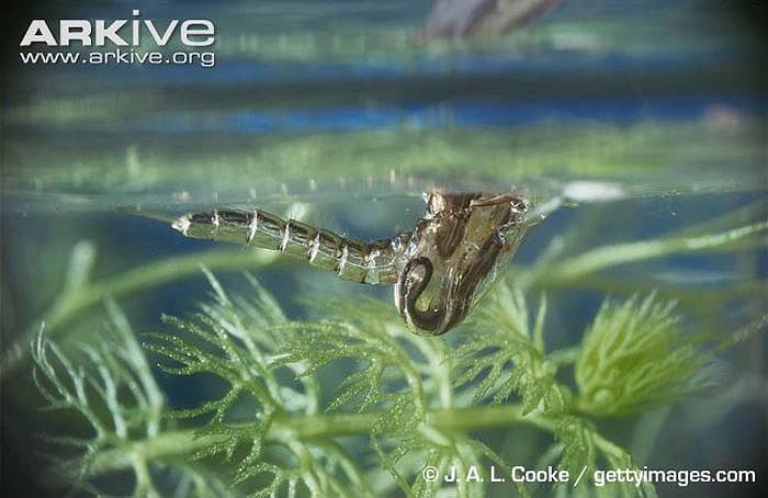 Cơn bão nhiệt đới Debby dọc bờ vịnh vô tình cung cấp lượng nước dồi dào cho hàng ngàn quả trứng muỗi sinh sôi nảy nở nhanh chóng. 