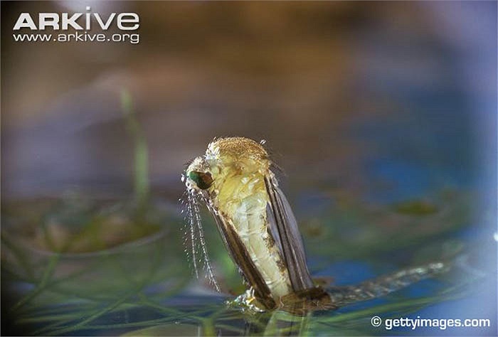 Với đặc tính này, muỗi khổng lồ đang được nghiên cứu để sử dụng làm vũ khí sinh học tiêu diệt ấu trùng, sinh vật trung gian truyền nhiễm cho con người. 