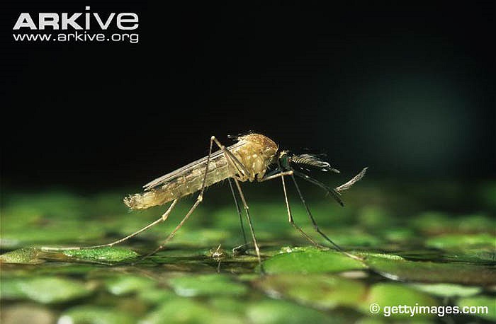 Chỉ mất 6 ngày để trứng muỗi phát triển đến tuổi trưởng thành. 