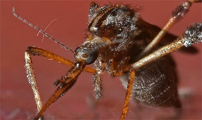 Con cái thường đẻ trứng trên những phần đất ẩm gần bờ nơi có nước tràn ngập cơn mưa nhiệt đới đi qua. 