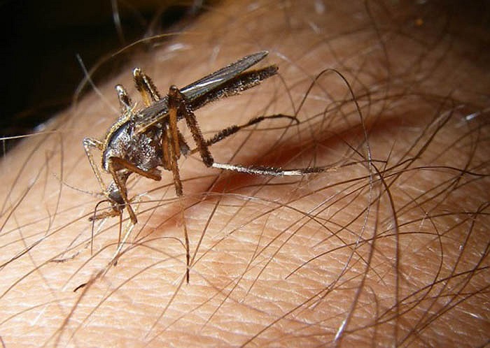 Theo nhà côn trùng học Kaufman, đây chưa phải thời điểm bùng phát đại dịch muỗi khổng lồ ở Florida cho tới năm 2014. Những quả trứng sẽ chờ đợi đến mùa lũ để phát triển. 