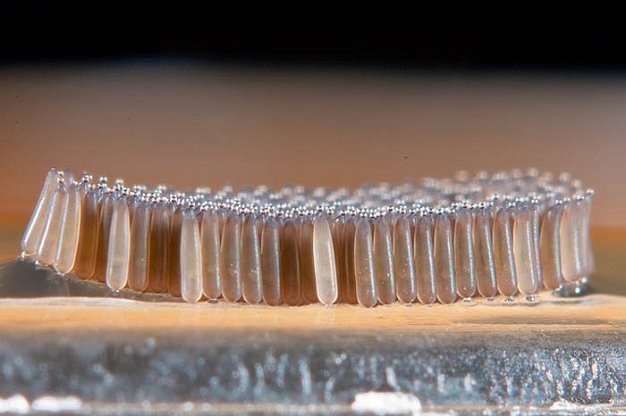 Trứng của chúng thoi dài khoảng 0,8 mm, đường kính 0,4 mm và có thể nằm trên cạn trong cả thời gian dài. 