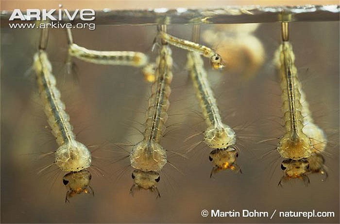 Sau khi nở, những con Gallinipper sơ sinh này đã rất hung tợn tấn công ấu trùng loài muỗi bé hơn, thậm chí cả nòng nọc. 