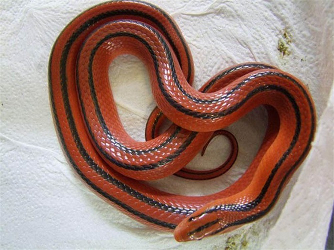 Ít ai biết rằng, ở nước ta, có một loài rắn đỏ rất đẹp. Lý do là bởi chúng rất hiếm, rất khó gặp.