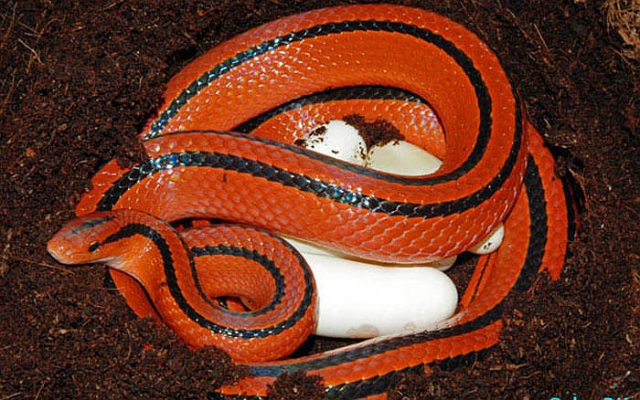 Loài rắn này có tên khoa học là Oreocryptophis porphyraceus vaillanti. Việt Nam gọi là rắn sọc dọc đốm đỏ.