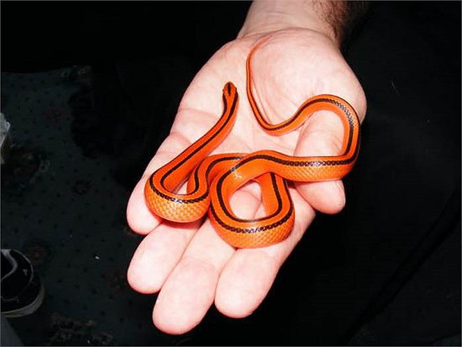 Chúng thích hoạt động vào sáng sớm và hoàng hôn.