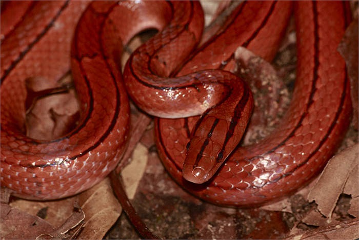 Mỗi lứa đẻ, rắn sọc dọc đốm đỏ đẻ từ 2 – 7 trứng.