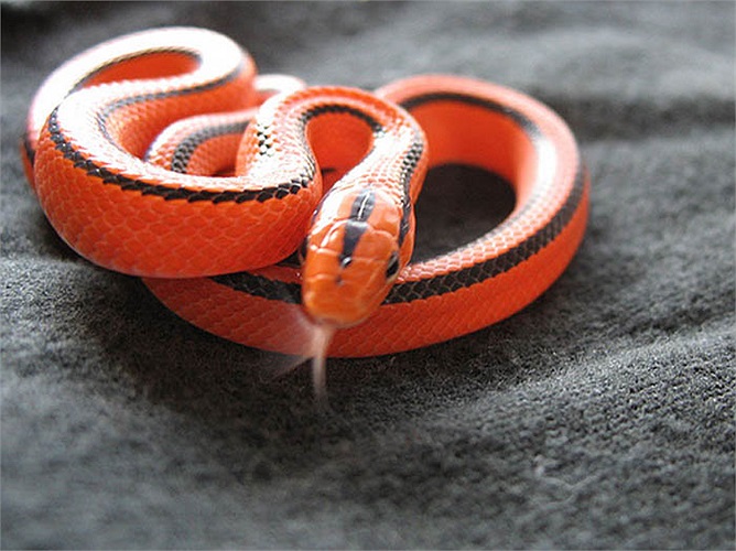 Chúng không hề có nọc độc và khả năng gây hại cho con người.