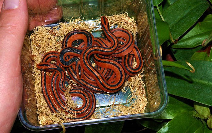 Chúng đang bị dân chơi săn lùng ráo riết nhằm buôn bán trong nước và quốc tế làm vật nuôi cảnh.