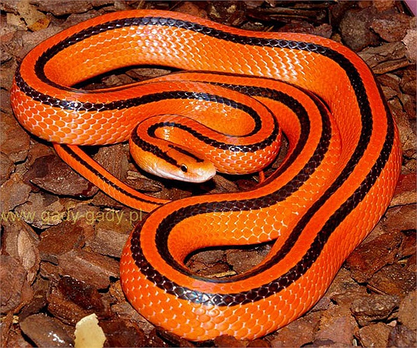 Rắn sọc dọc đốm đỏ là loài hiếm gặp, tuy nhiên hiện nay chúng được vẫn chưa có mặt trong sách đỏ của Việt Nam.