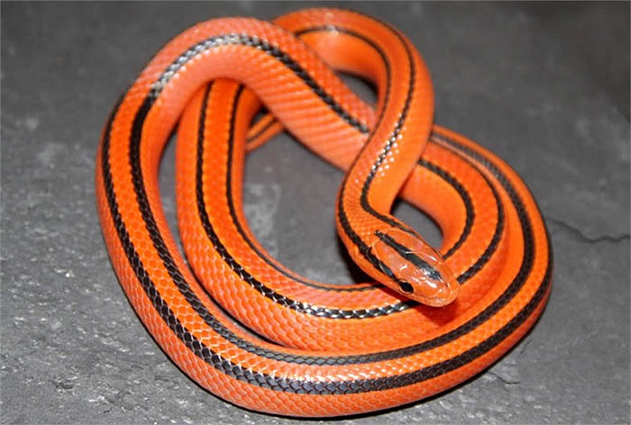 Với sự săn bắt ồ ạt của con người và những mối nguy hại khác, chẳng mấy chốc loài này biến mất nếu không bảo vệ.