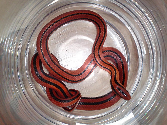 Hiện chúng có mặt tại nhiều nước châu Á như Trung Quốc, Hàn Quốc, Thái Lan, Việt Nam…