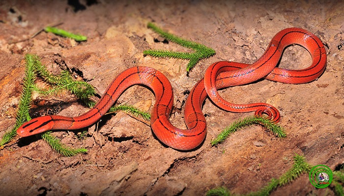 Rắn dọc sọc đốm đỏ thường sống ở bìa rừng, dọc theo các con sông, suối thuộc vùng rừng, núi.