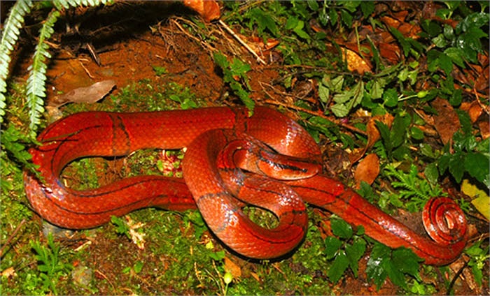 Người ta tìm thấy chúng ở các Vườn quốc gia thuộc phía Đông và Tây Bắc như Lạng Sơn, Thái Nguyên, Vĩnh Phúc, Quảng Bình.