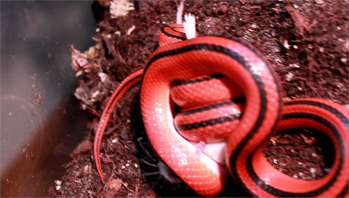 Ngoài ra chúng còn xuất hiện nhiều tại ở Vườn quốc gia Konkakinh thuộc tỉnh Gia Lai.