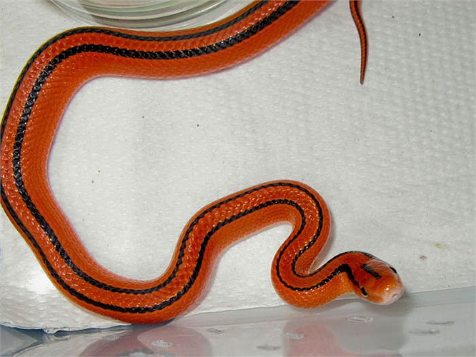 Thức ăn chủ yếu của loài này là các loài lưỡng cư như ếch, nhái… và thú gặm nhấm nhỏ.