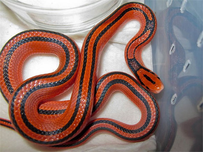 Rắn sọc dọc đốm đỏ thuộc lớp bò sát, có vảy Squamata.