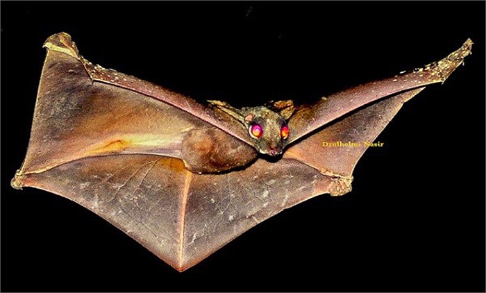 Trong một số cánh rừng già của Malaysia, có một loài vật mà cư dân địa phương rất sợ, đó là loài vượn cáo bay.