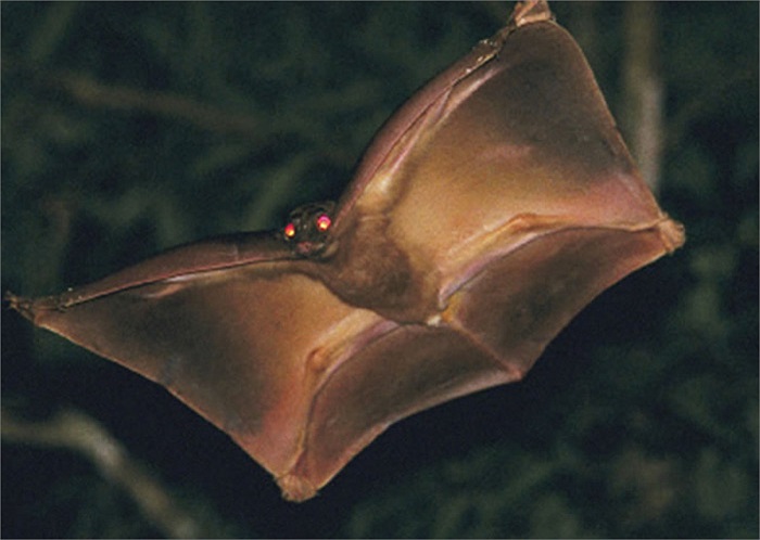 Xưa kia, loài vật này vốn có mặt rộng rãi ở các khu rừng mưa nhiệt đới Đông Nam Á. Tuy nhiên, chúng đã biến mất từ nhiều năm trước và số lượng còn lại ở Malaysia là khá ít ỏi.