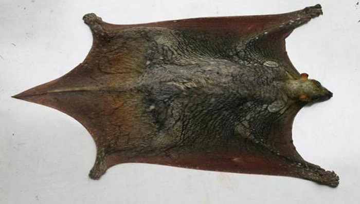 Loài vượn này có tập tính sống về đêm, trốn trên các cây cao, ít khi xuống đất. Chúng tránh xa môi trường sống của con người.