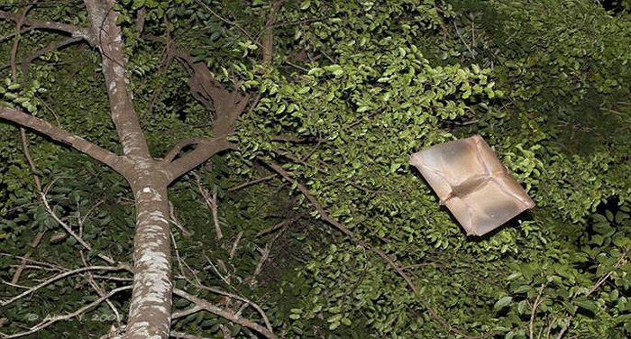 Người dân địa phương sợ chúng, có lẽ là bởi chúng có bộ dạng hết sức quái dị, là thứ lai tạp giữa khỉ và dơi, hai loài chẳng có mối liên kết gì với nhau. Chúng mang thân hình của khỉ, nhưng lại có cánh như dơi.