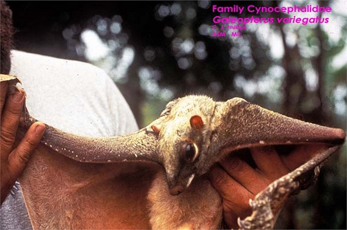 Thực ra, loài vượn này không bay được như cái tên của nó, mà chúng có bộ màng lớn, để lượn trong không trung, bay từ cây này sang cây khác.