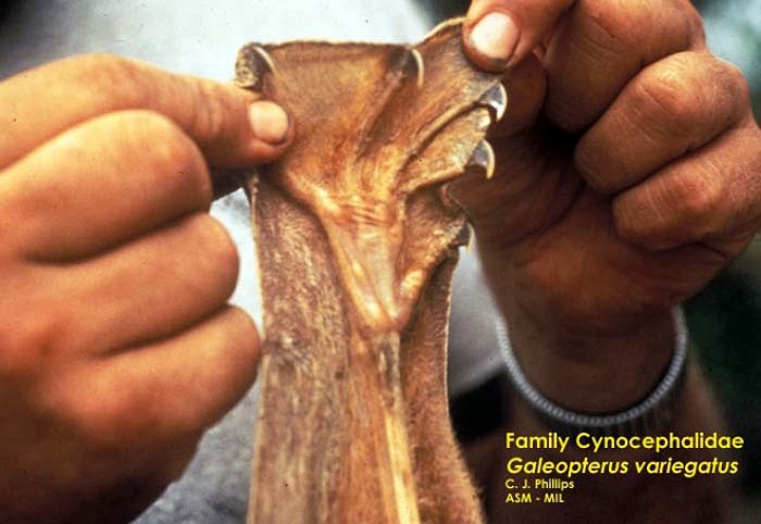 Với bộ cánh mỏng, rộng, chúng có thể liệng xa đến 150 mét từ cây nọ sang cây kia. Nếu gặp gió lớn, chúng có thể lợi dụng sức gió và bay xa hơn.