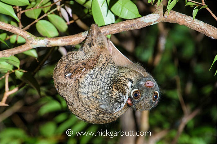 Bộ màng này nối chân trước với chân sau và đuôi, gần giống với dơi, giúp tăng cường khả năng bay lượn khi cần thiết.