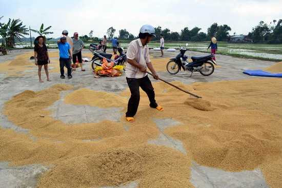 Người dân ở khu vực Liêm Trực, phường Bình Định (thị xã An Nhơn) đem lúa bị ngập chìm trong lũ ra sân phơi (ảnh: V.LƯU).