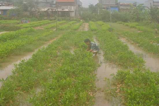 Anh Đào Xanh Đài, ở thôn An Long 2, xã Canh Vinh đang dọn dẹp lại vườn keo giống vừa bị mưa lũ tàn phá. (Ảnh: ĐÌNH PHÙNG)