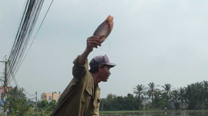 bắt cá, triều cường