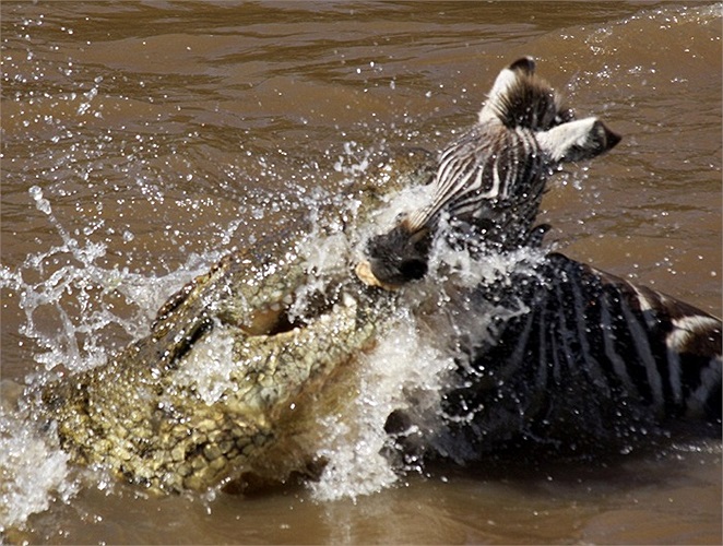 Những cú táp chết chóc của cá sấu châu Phi khổng lồ tại vườn quốc gia Masai Mara, Kenya