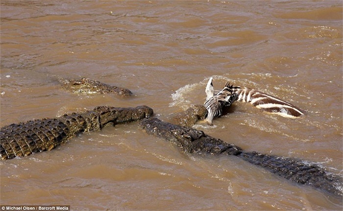 Chỉ trong vài giây, 2-3 con cá sấu khác đã ập đến đòi chia phần