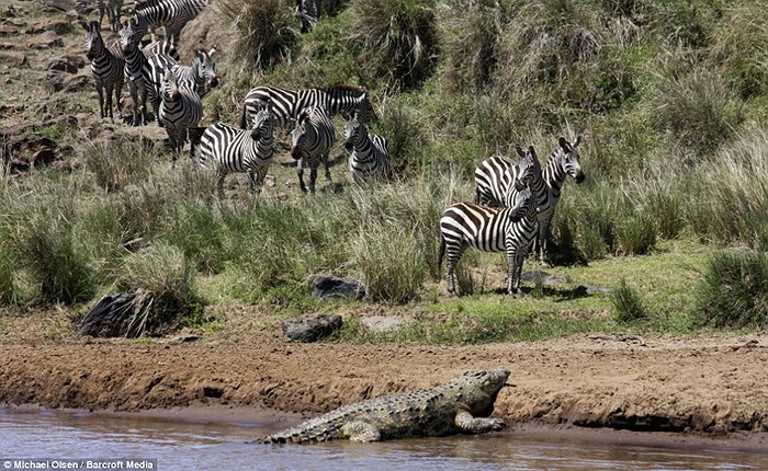 Rồi cá sấu xuất hiện phá vỡ bầu không khi yên tĩnh