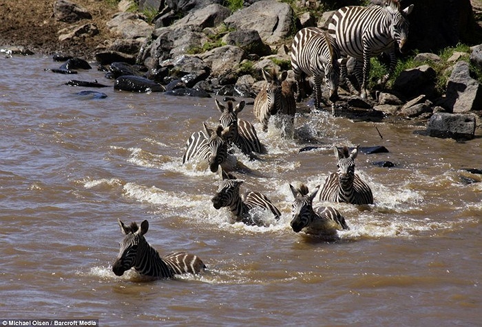 Đám ngựa vằn bắt đầu vượt sông, chuyến đi lành ít dữ nhiều