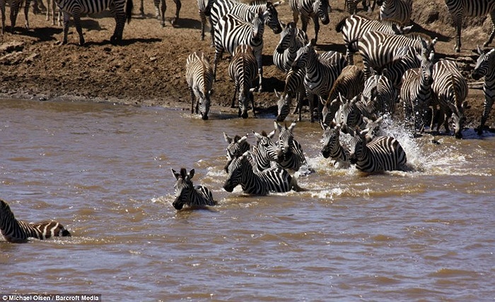 Nối đuôi nhau qua sông