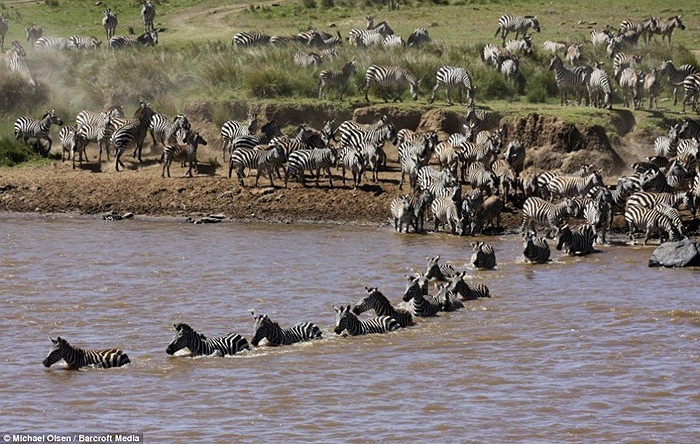 Nhưng phía trước đang là những kẻ săn mồi nguy hiểm bậc nhất của lục địa đen