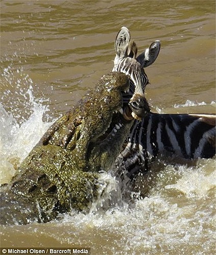 Một cú đớp rất mạnh từ dưới mặt nước và chú ngựa vằn đã không tránh được