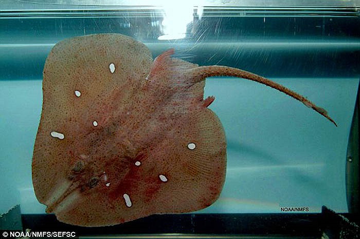 Nguyên nhân khiến loài cá này đi lạc lên vùng nước nông có thể là do sự ô nhiễm và thay đổi khí hậu. Sau khi được gắn thẻ theo dõi, con cá đuối may mắn được thả về đại dương. 