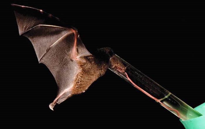 Anoura fistulata là một loài dơi rất hiếm ở Ecuador có chiếc lưỡi dài ấn tượng chuyên dùng để hút mật loài hoa rừng Centropogon nigricans. 