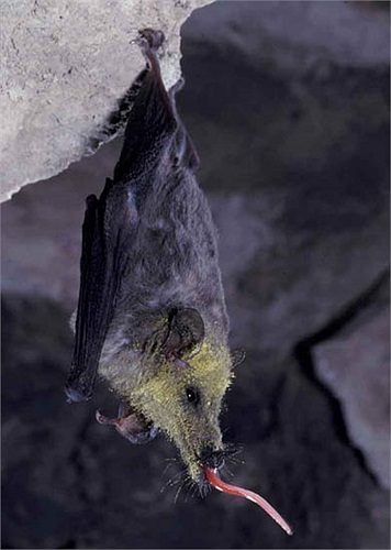 Nhà nghiên cứu Nathan Muchhala thuộc Đại học Miami (Mỹ)phát hiện loài dơi này vào năm 2003, khẳng định đây là chiếc lưỡi dài nhất được biết ở loài động vật có vú.